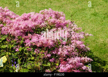 Pink form of the UK native meadowsweet, Filipendula ulmaria 'Rosea', in an herbaceous border Stock Photo