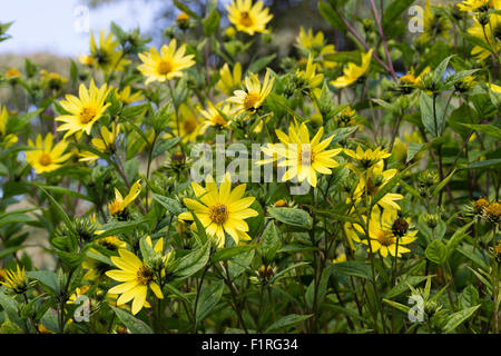 Lemon yellow flowers of the tall growing, early Autumn flowering perennial, Helianthus 'Lemon Queen' Stock Photo