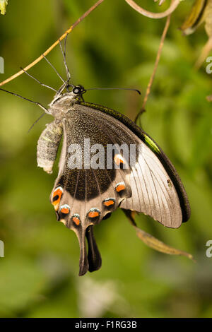 Underwings of a resting, captive bred emerald swallowtail, Papilio palinurus, at Buckfast butterfly farm, Devon, UK Stock Photo