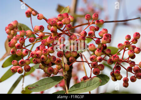 Pink autumn berries of the Chinese rowan, Sorbus pseudohupehensis (hupehensis) 'Pink Pagoda' Stock Photo