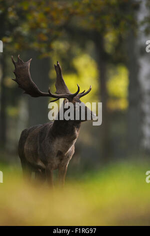 Strong Fallow Deer / Damhirsch ( Dama dama ) standing between trees in a colourful autumnal open forest, golden October. Stock Photo