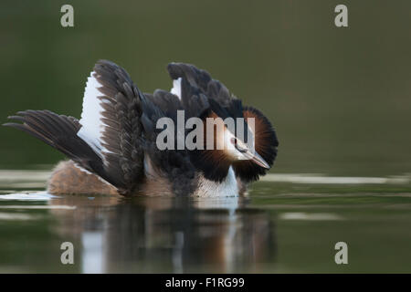 Great Crested Grebe / Great crestie / Haubentaucher ( Podiceps cristatus ) shows cat display, courtship display, May, Spring. Stock Photo