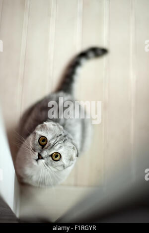 Grey cat Stock Photo