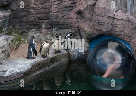 Watching Humboldt penguins in breeding program at Cornish Seal Sanctuary, Gweek, Cornwall. Stock Photo