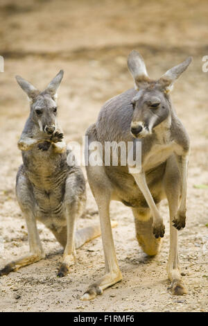 Two Red Kangaroos with big tails, long hind legs and short arms. Stock Photo