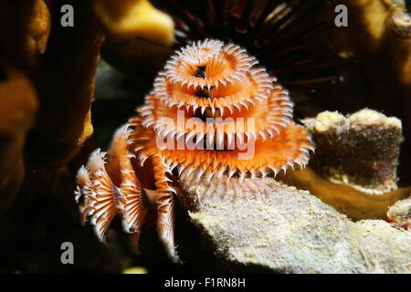 Underwater marine life, a Christmas tree worm, Spirobranchus giganteus, Caribbean sea Stock Photo