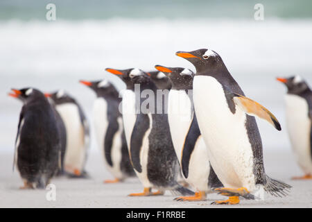 Penguins on the beach with azure sea in background. Falkland Islands.