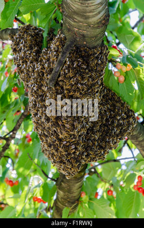 Swarm of bees on the tree Stock Photo