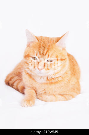 Beautiful red cat lying on a white background Stock Photo