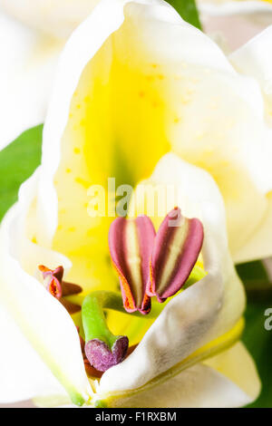 Garden flower. Casablanca Lily, Casa blanca lily, Lilium. Petal flower pod, beginning to open when flower starts to blossom. Stock Photo