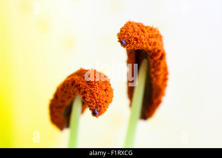 Garden flower. Casablanca Lily, also called the Oriental Lily. Lilium. Filament and pollen covered anthers, close up, macro shot. Stock Photo