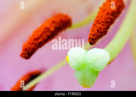 Garden flower. Stargazer Lily, Star Gazer lily, Lilium. Close up macro shot of stigma and style, with stamen, the filaments and pollen anthers. Stock Photo