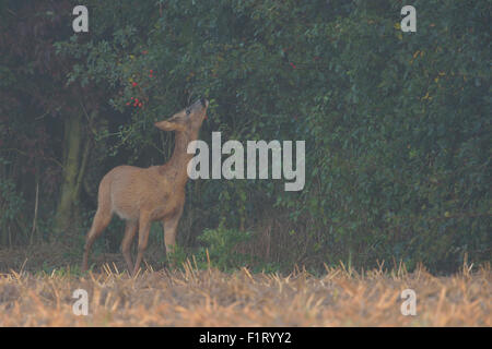 Roe deer / Reh ( Capreolus capreolus ) on a misty morning feeding fresh leaves from a hedge. Stock Photo