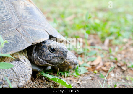 Portrait of a giant land turtle for nature Stock Photo