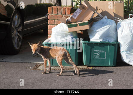 Wimbledon London,UK. 7th September 2015. A fox is spotted rummaging through household waste and rubbish bags before collection by Merton council Credit:  amer ghazzal/Alamy Live News Stock Photo