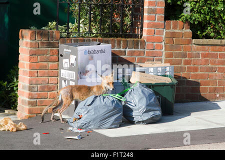 Wimbledon London,UK. 7th September 2015. A fox is spotted rummaging through household waste and rubbish bags before collection by Merton council Credit:  amer ghazzal/Alamy Live News Stock Photo