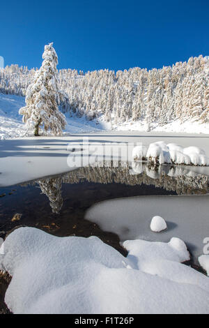 Snow covered trees reflected in the Casera Lake, Livrio Valley, Orobie Alps, Valtellina, Lombardy, Italy, Europe Stock Photo