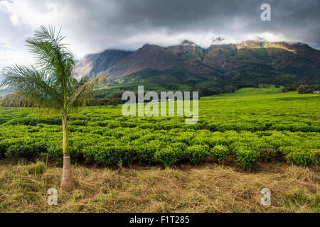 Tea estate on Mount Mulanje, Malawi, Africa Stock Photo