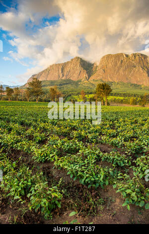 Tea estate on Mount Mulanje at sunset, Malawi, Africa Stock Photo