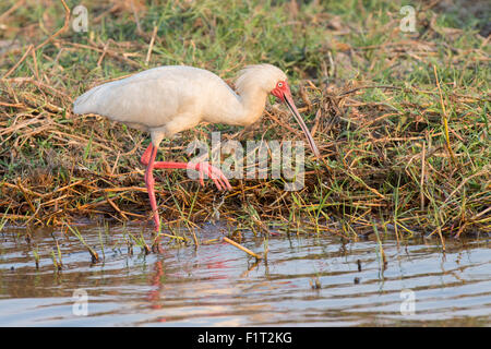 African Spoonbill Stock Photo