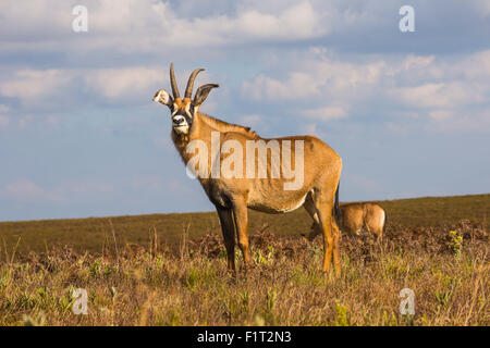 Roan antelope (Hippotragus equinus), Nyika National Park, Malawi, Africa Stock Photo