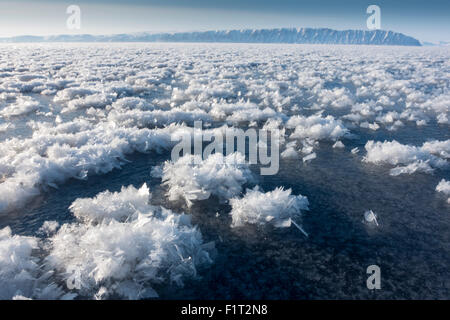 Frost flowers formed on thin sea ice when the atmosphere is much colder than the underlying ice, Greenland, Denmark Stock Photo