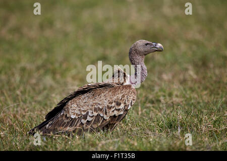 Ruppells griffon vulture (Gyps rueppellii), Ngorongoro Crater, Tanzania, East Africa, Africa Stock Photo