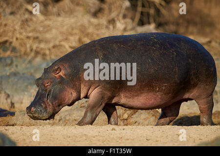 Hippopotamus (Hippopotamus amphibius) out of the water, Serengeti National Park, Tanzania, East Africa, Africa Stock Photo