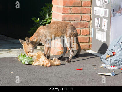 Wimbledon London,UK. 7th September 2015. A fox is spotted rummaging through household waste and rubbish bags before collection by Merton council Credit:  amer ghazzal/Alamy Live News Stock Photo