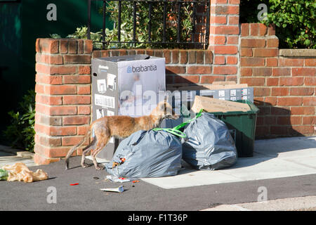 Wimbledon London,UK. 7th September 2015. A fox is spotted rummaging through household waste and rubbish bags before collection by Merton council Credit:  amer ghazzal/Alamy Live News Stock Photo