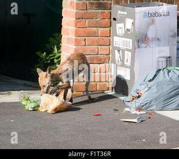 Wimbledon London,UK. 7th September 2015. A fox is spotted rummaging through household waste and rubbish bags before collection by Merton council Credit:  amer ghazzal/Alamy Live News Stock Photo