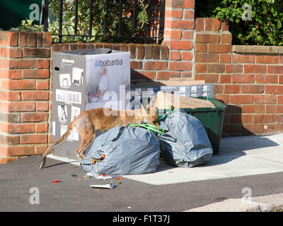 Wimbledon London,UK. 7th September 2015. A fox is spotted rummaging through household waste and rubbish bags before collection by Merton council Credit:  amer ghazzal/Alamy Live News Stock Photo