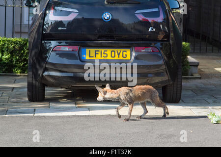 Wimbledon London,UK. 7th September 2015. A fox is spotted rummaging through household waste and rubbish bags before collection by Merton council Credit:  amer ghazzal/Alamy Live News Stock Photo