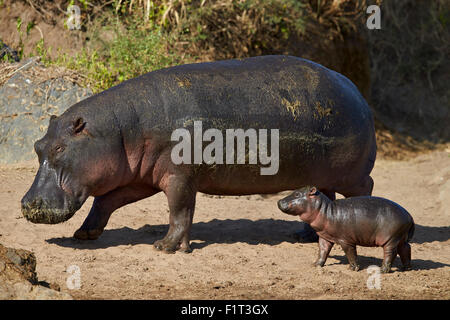 Hippopotamus (Hippopotamus amphibius) mother and baby out of the water, Serengeti National Park, Tanzania, East Africa, Africa Stock Photo