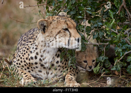 Cheetah (Acinonyx jubatus) mother and cub, about a month old, Serengeti National Park, Tanzania, East Africa, Africa Stock Photo