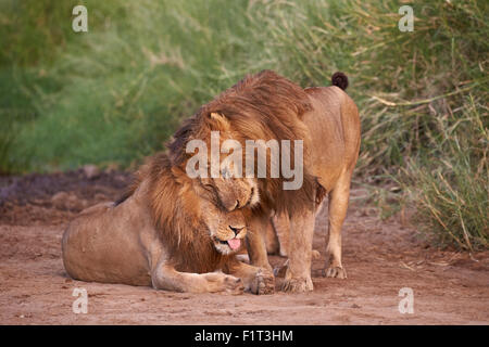 Two lions (Panthera leo), Serengeti National Park, Tanzania, East Africa, Africa Stock Photo