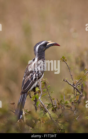 African grey hornbill (African gray hornbill) (Tockus nasutus), female, Serengeti National Park, Tanzania, East Africa, Africa Stock Photo