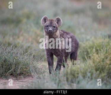 Spotted hyena (spotted hyaena) (Crocuta crocuta) juvenile, Serengeti National Park, Tanzania, East Africa, Africa