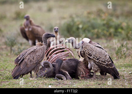 Ruppells griffon vulture (Gyps rueppellii) adult and immature at a wildebeest carcass, Serengeti National Park, Tanzania Stock Photo