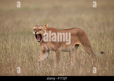 Lioness (Panthera leo) yawning in tall grass, Serengeti National Park, Tanzania, East Africa, Africa Stock Photo