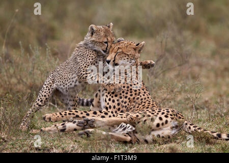 Cheetah (Acinonyx jubatus) mother and cub, Serengeti National Park, Tanzania, East Africa, Africa Stock Photo