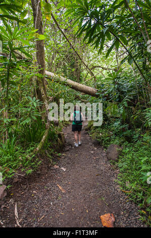 Hiking Manoa Falls Trail, Honolulu, Oahu, Hawaii, United States of America, Pacific Stock Photo