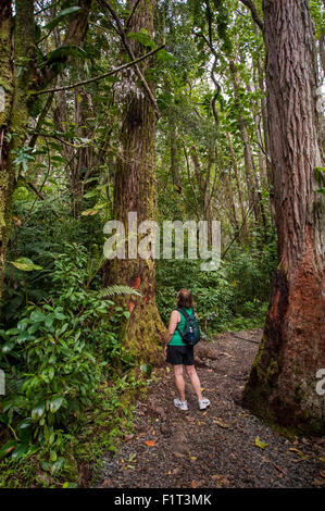 Hiking Manoa Falls Trail, Honolulu, Oahu, Hawaii, United States of America, Pacific Stock Photo