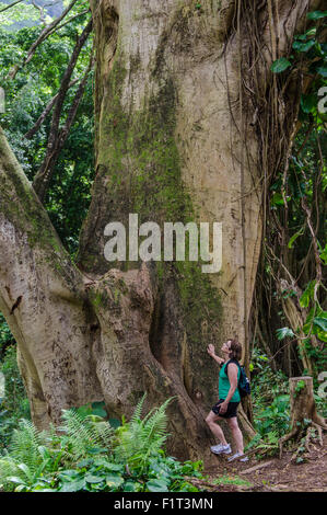 Hiking Manoa Falls Trail, Honolulu, Oahu, Hawaii, United States of America, Pacific Stock Photo