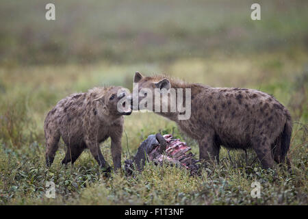 Spotted hyena (Crocuta crocuta), blue wildebeest carcass, Ngorongoro Conservation Area, UNESCO, Serengeti, Tanzania Stock Photo