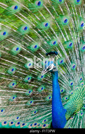 Indian peacock (Pavo cristatus), Waimea Valley Audubon Park, North Shore, Oahu, Hawaii, United States of America, Pacific Stock Photo