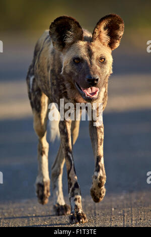 African wild dog (African hunting dog) (Cape hunting dog) (Lycaon pictus) running, Kruger National Park, South Africa, Africa Stock Photo