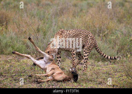 cheetah (Acinonyx jubatus), catching an antelope, Kenya, Masai Mara ...