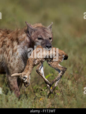 Spotted hyena (spotted hyaena) with a baby Thomson's gazelle, Ngorongoro Conservation Area, UNESCO, Serengeti, Tanzania Stock Photo