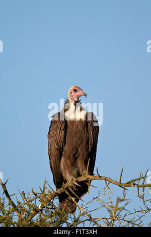 Hooded vulture (Necrosyrtes monachus), Ngorongoro Conservation Area, UNESCO World Heritage Site, Serengeti, Tanzania Stock Photo